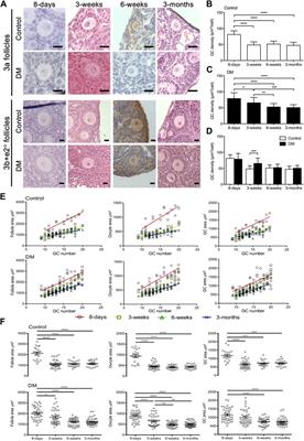 Rescue of follicle development after oocyte-induced ovary dysfunction and infertility in a model of POI